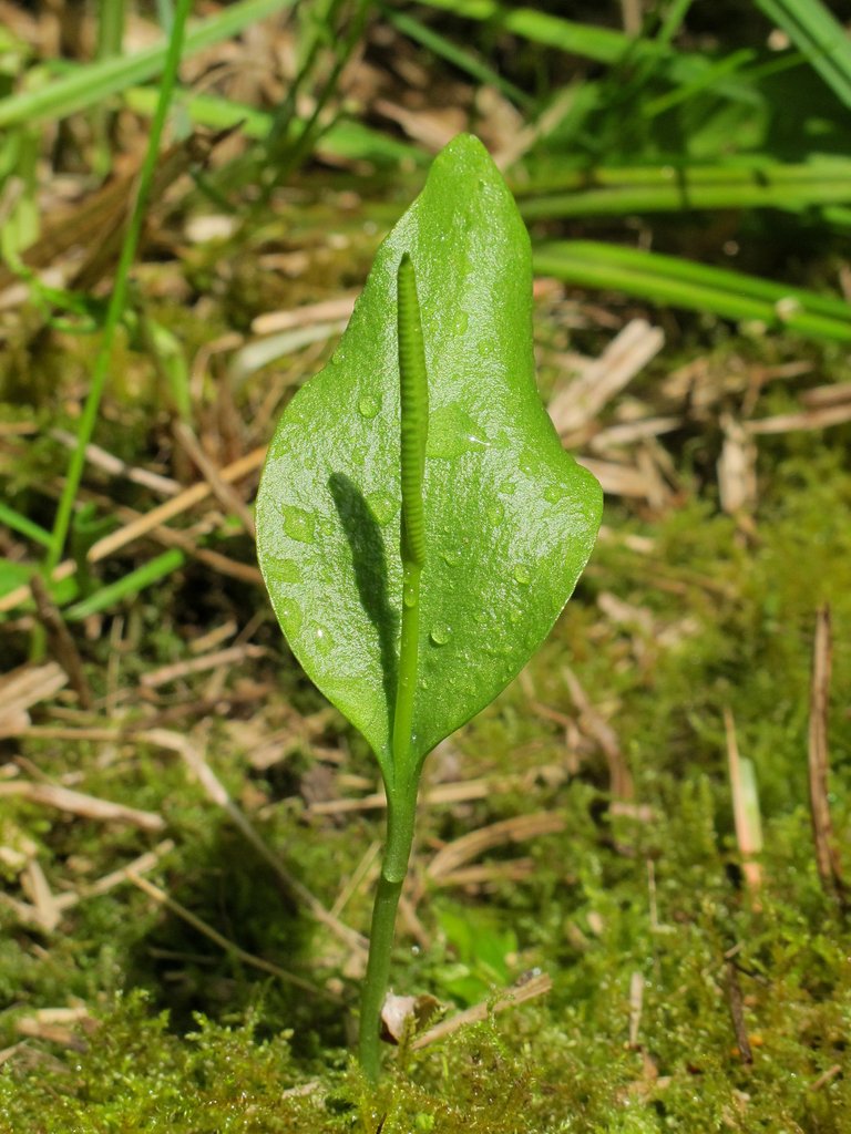 Ophioglossum vulgatum